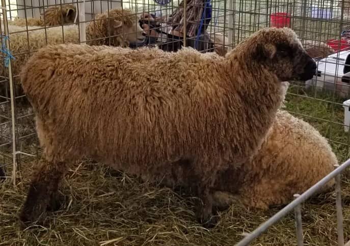 Sheep from Montpelier 2021